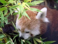 image of lesser_panda #23