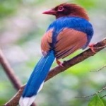 image of bird