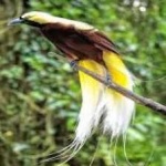 image of bird
