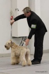 image of irish_terrier #28