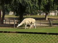 image of animal