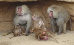 image of baboon