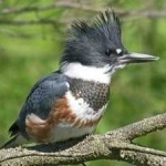image of bird