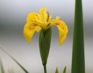image of yellow_iris #41