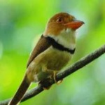 image of bird