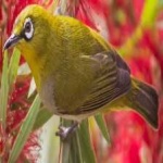 image of bird