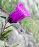 image of flower
