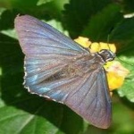 image of animal