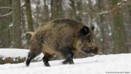 image of boar #1