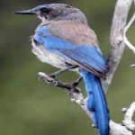 image of bird