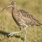 image of whimbrel #4