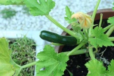 image of zucchini