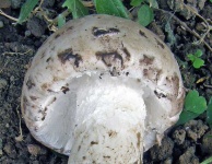 image of mushrooms
