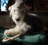 image of bedlington_terrier