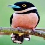 image of bird