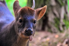 image of animal