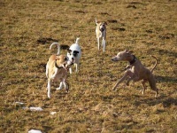 image of whippet