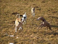 image of whippet #8