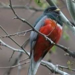 image of bird