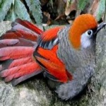 image of bird