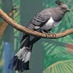image of bird