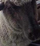 image of animal