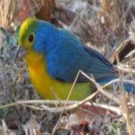 image of bird
