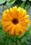 image of flower
