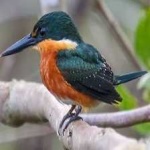image of bird