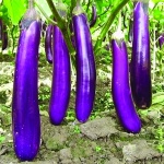 image of eggplant #31