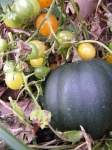 image of acorn_squash #26