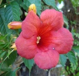 image of flower