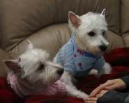 image of west_highland_white_terrier