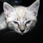 image of animal