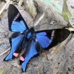 image of metalmark #6