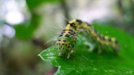 image of animal