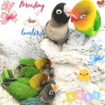 image of lovebird