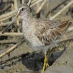 image of bird