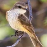 image of bird