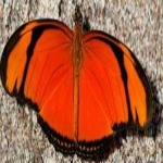 image of animal