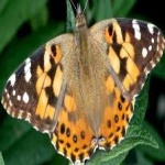 image of animal