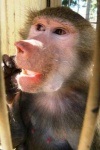 image of baboon