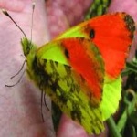 image of animal