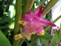 image of flower