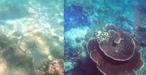 image of sea_snake