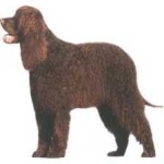 image of irish_spaniel #28