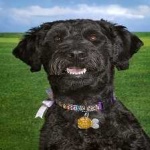 image of animal