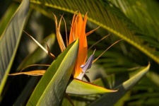 image of bird_of_paradise_flower #71