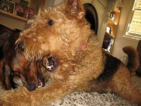 image of airedale