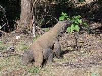 image of komodo_dragon